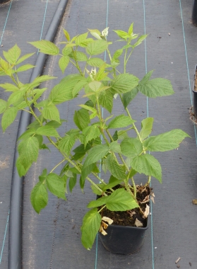 Preview: Beispiel Pflanze